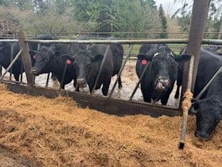 project image. Silver Creek Angus Ranch - Kingston WA, USA 17f19f4